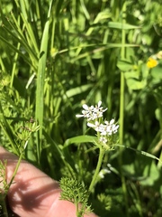 Scandix pecten-veneris