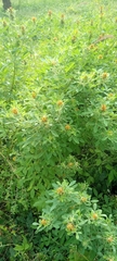 Magnoliopsida