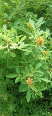 Magnoliopsida