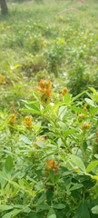 Magnoliopsida