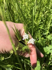 Scandix pecten-veneris