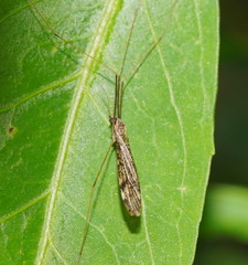 Epiphragma hardyi