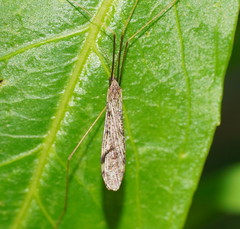 Epiphragma hardyi