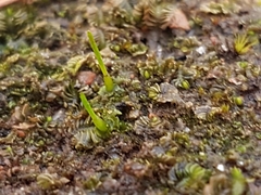 Anthoceros