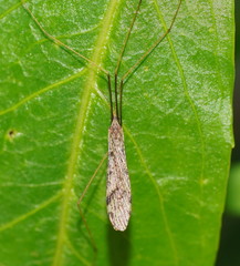 Epiphragma hardyi