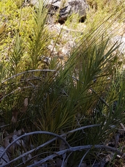 Podocarpus drouynianus