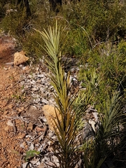 Podocarpus drouynianus