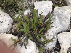 Senecio lycopodioides