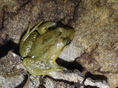 Lea's Frog photo 3