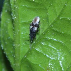 Oxycarenus luctuosus