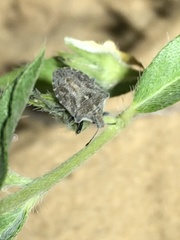 Prionosoma podopioides