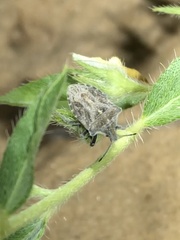 Prionosoma podopioides