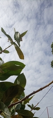 Calotropis procera