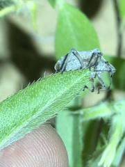 Prionosoma podopioides