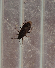 Nysiini