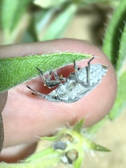 Prionosoma podopioides