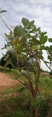 Calotropis procera