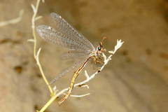 Maracanda amoena