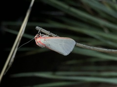 Pygarctia spraguei