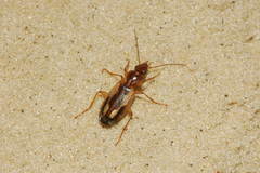 Cymindis decora