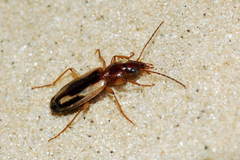 Cymindis decora
