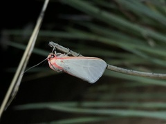 Pygarctia spraguei