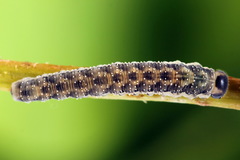 Macrophya infumata
