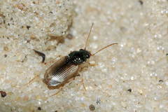 Pogonus submarginatus