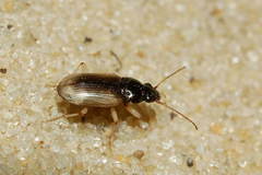 Pogonus submarginatus