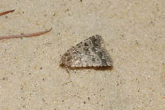 Caradrina gyulaii