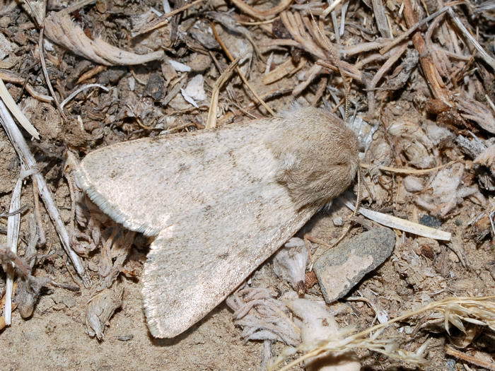 Dichagyris amoena