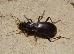 Pseudotaphoxenus