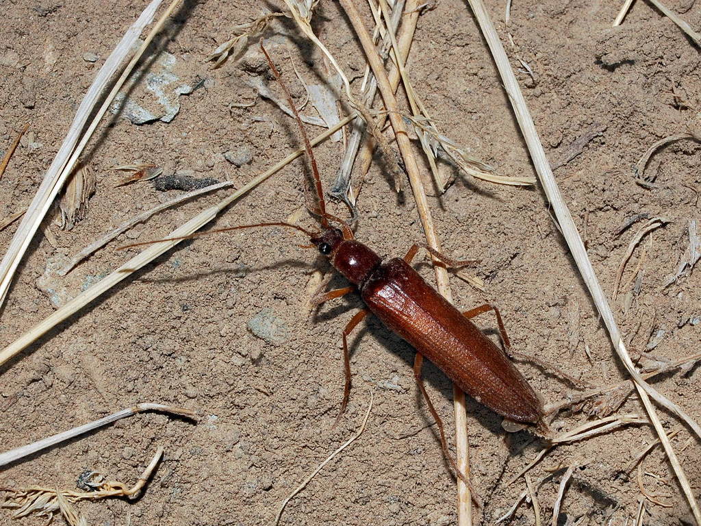 Pleonomus