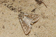 Euxoa acuminifera