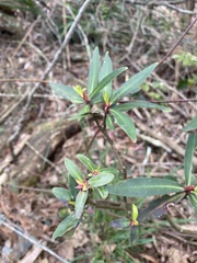Tasmannia stipitata