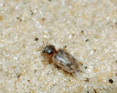 Heterocerus heydeni