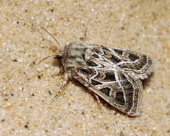 Leucochlaena fallax