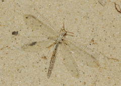 Maracanda amoena