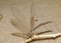 Maracanda amoena