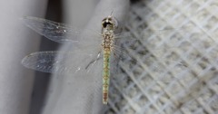 Selysiothemis nigra