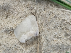 Argyrosomus japonicus