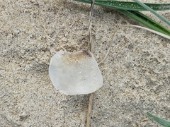 Argyrosomus japonicus