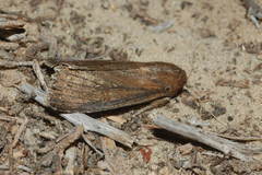 Nonagria typhae