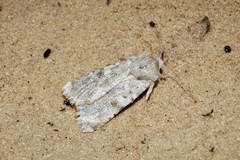 Pseudohadena arenacea