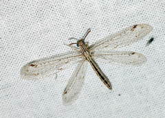 Subgulina talitzkii