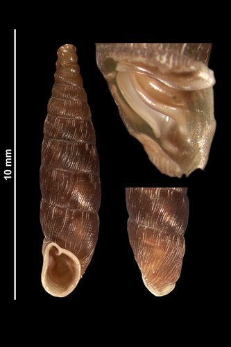 Wrinkled Door Snail, photo 4 of 10