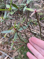 Tasmannia stipitata