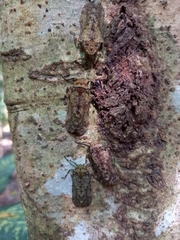 Polydictya thompsoni