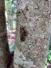 Polydictya thompsoni