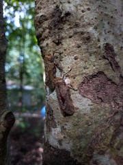 Polydictya thompsoni